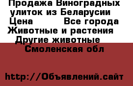 Продажа Виноградных улиток из Беларусии › Цена ­ 250 - Все города Животные и растения » Другие животные   . Смоленская обл.